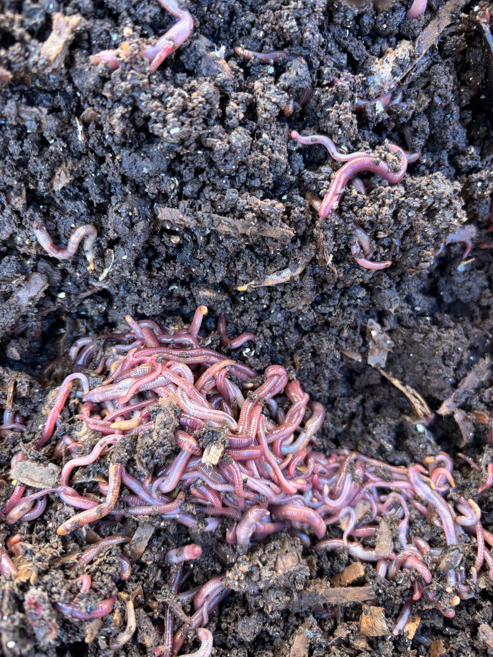 Available site photo 12: cluster-pile-1.jpg