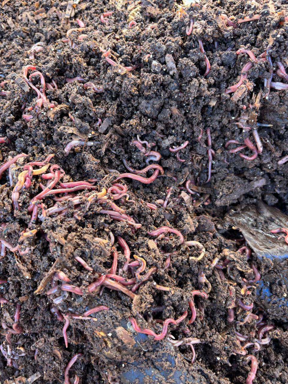 Available site photo 13: cluster-pile-2.jpg