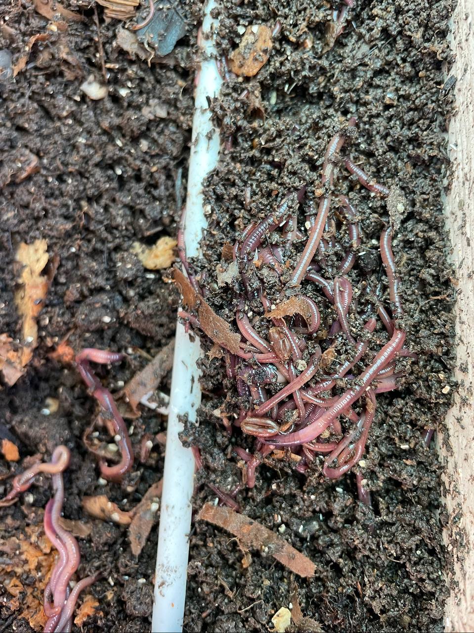 Available site photo 15: divider-worms.jpg