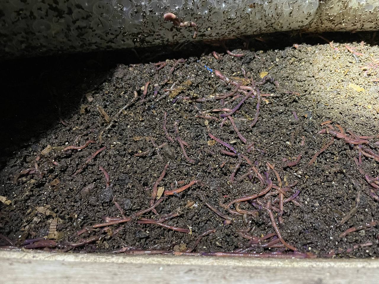 Available site photo 22: hand-sample-worms.jpg