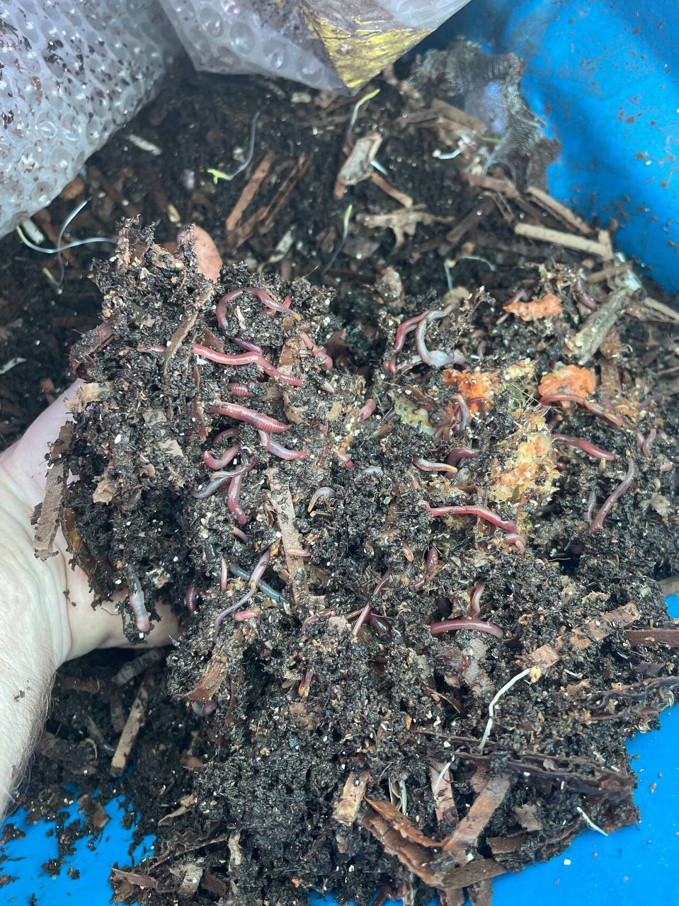 Available site photo 23: handful-castings-worms-1.jpg