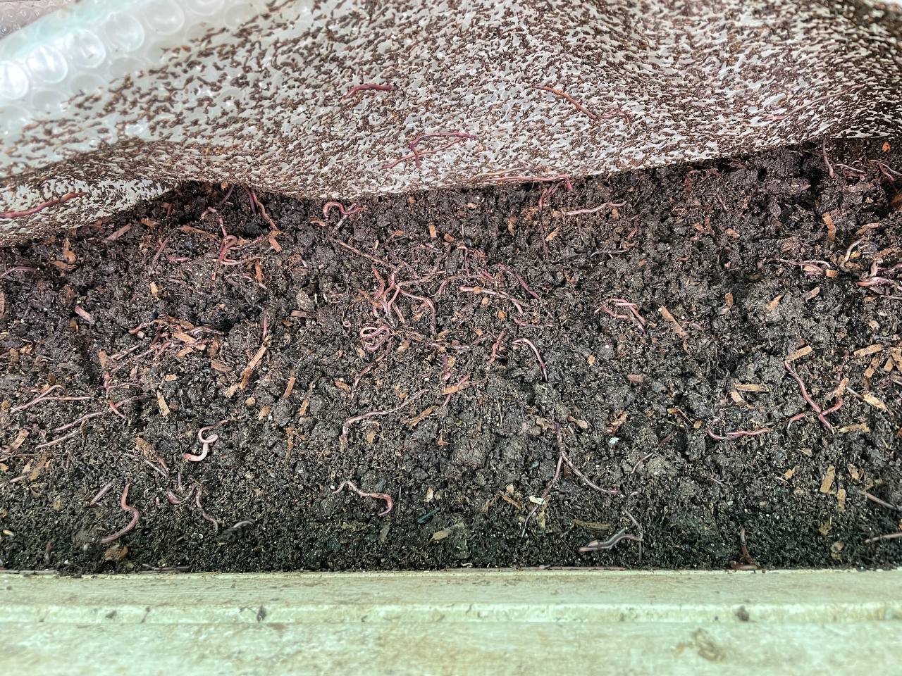 Available site photo 24: handful-castings-worms-2.jpg