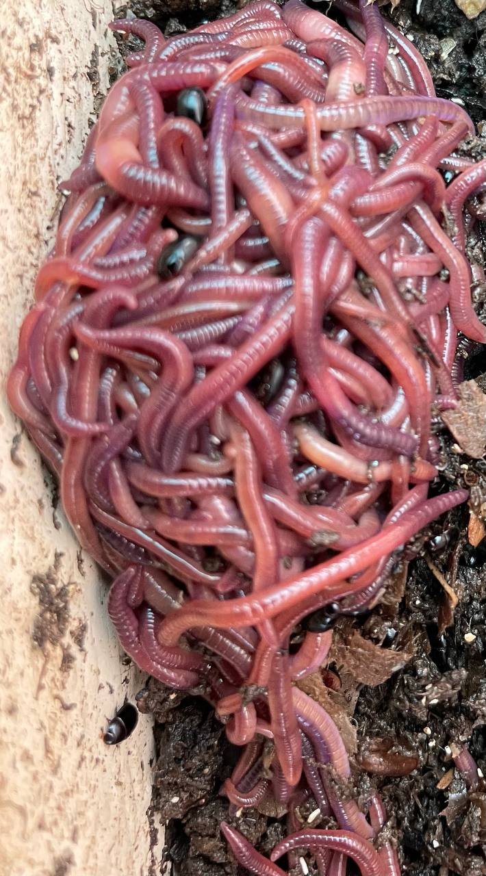 Available site photo 27: hero-worm-cluster.jpg