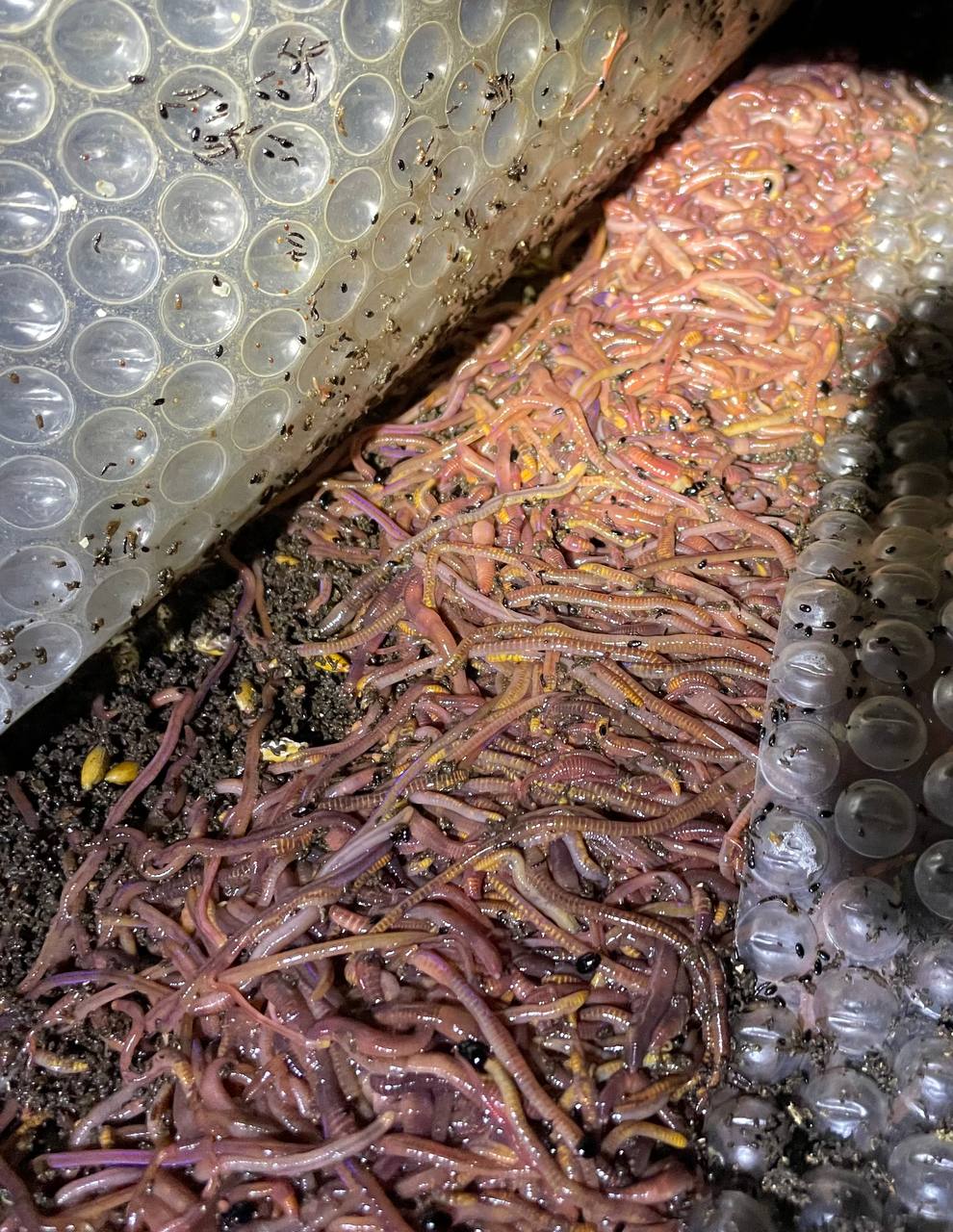 Available site photo 28: hero-worms.jpg