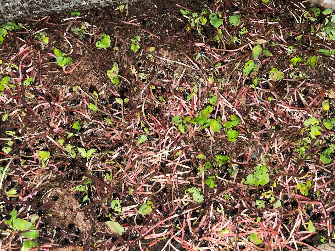 Available site photo 31: sprouts-mat.jpg
