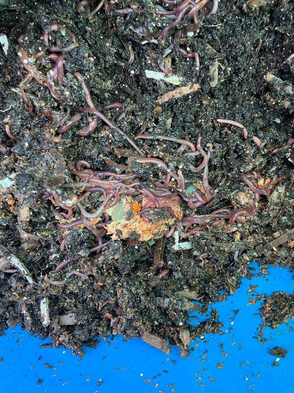 Available site photo 32: worm-dense-closeup-1.jpg