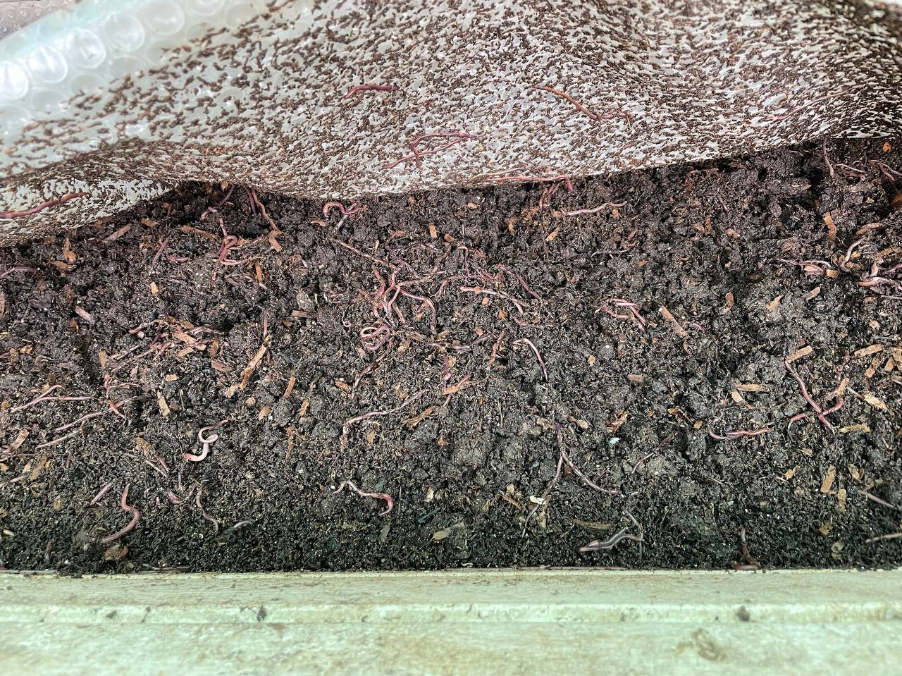Available site photo 33: worm-dense-closeup-2.jpg
